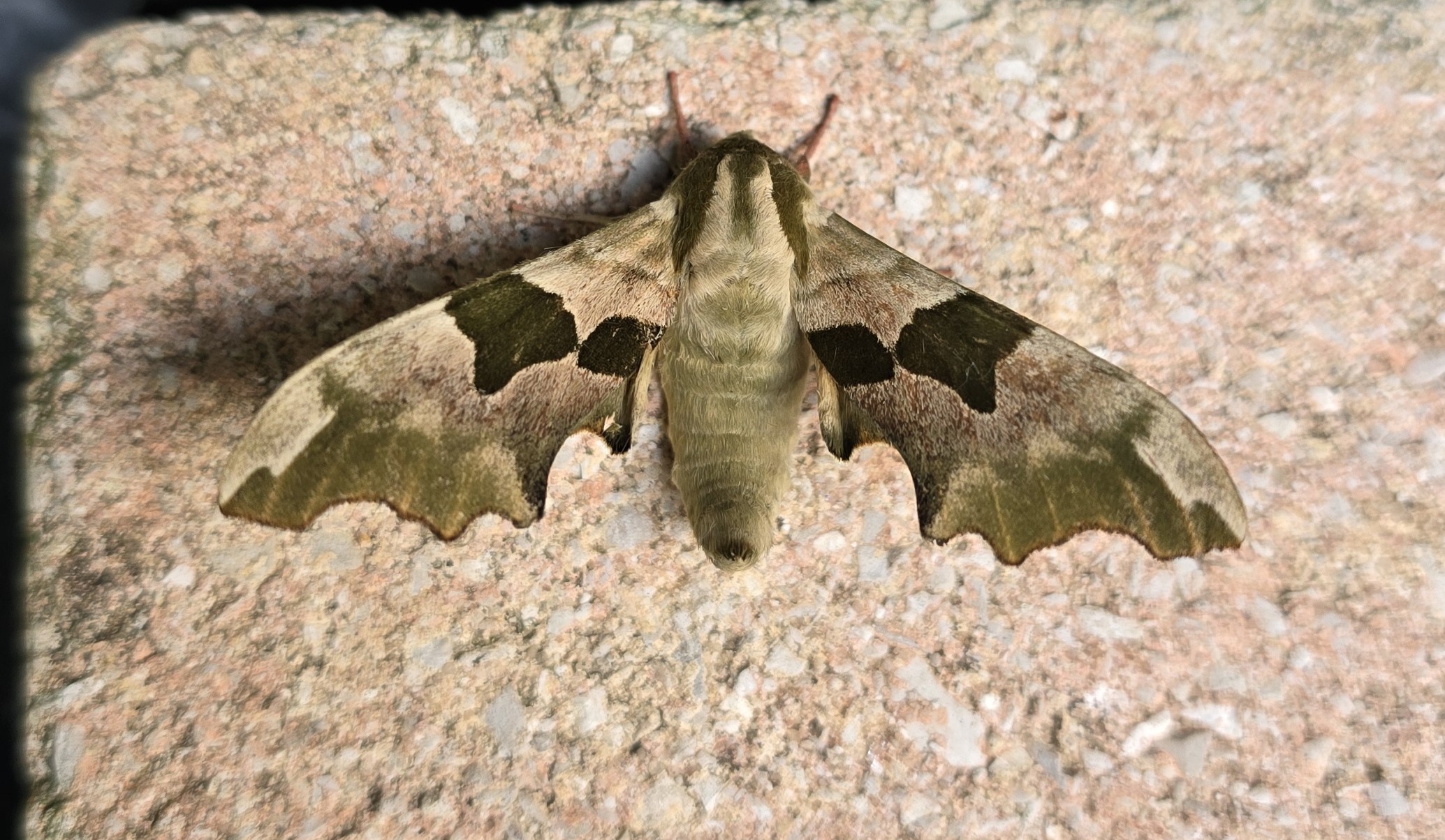 The second **Lime Hawk-moth (Mimas tiliae)** recorded out here in France but definitely a different individual that the first given the differences in wing patterns. As the name suggests, the larvae feed mainly on lime trees but also feeds on elm, birch, hazel and alder when available.